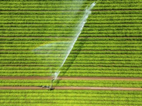 Artificial irrigation with a sprinkler system in a field where carrots are grown, near Kerken, on