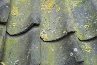 Old, weathered roof tiles with lichen, texture, background, Münsterland, North Rhine-Westphalia,
