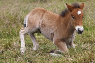 Young Icelandic stallion (Equus islandicus), foal kneeling in a meadow, colt, male, animal child,