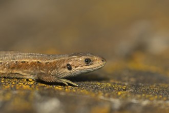 Common lizard (Zootoca vivipara) adult reptile basking on a wooden sleeper, England, United Kingdom