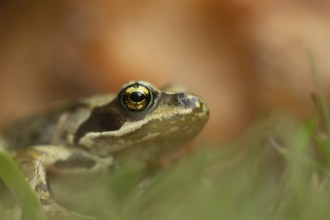 Common frog (Rana temporaria) adult amphibian on a garden grass lawn, England, United Kingdom