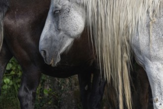 A white pair with long, golden manes are found between a large group of thick and brown pairs. Het