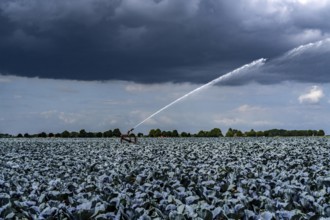 Agriculture, artificial irrigation of a field, irrigation system, cabbage cultivation, red cabbage,