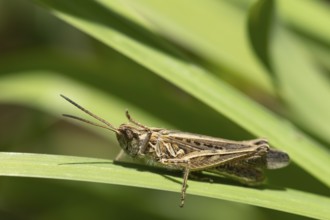Meadow grasshopper (Chorthippus parallelus) adult insect on a blade of grass leaf, England, United