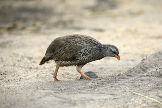 Natal Francolin (Pternistis natalensis), adult, foraging, on the ground, Kruger, Kruger National
