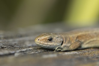 Common lizard (Zootoca vivipara) adult reptile resting on a wooden sleeper, England, United Kingdom