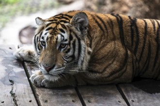 Tiger (Panthera tigris) Pattaya Thailand