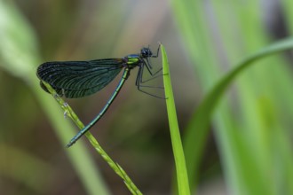 Beautiful demoiselle (Calopteryx virgo) male damselfly clinging to leaf of water plant along stream