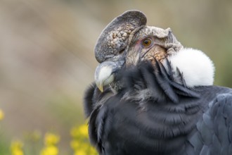 Andean condor (Vultur gryphus), Condor male perched on a rock, Portrait, Close-up, Cotopaxi