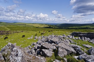 Horses in the grassland around the Top Tor rock hill in Dartmoor National Park in the British