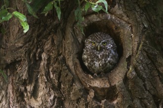 In its cave... Little owl (Athene noctua), adult bird, native, highly endangered smaller owl looks