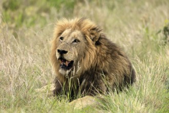Lion (Panthera leo), male, portrait, alert, Kruger, Kruger National Park, South Africa