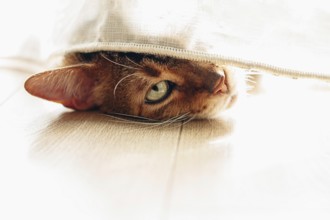 A cat peeks out from behind a curtain, in a sunlit room, lifestyle, there are no people