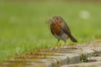 European robin (Erithacus rubecula) adult bird in an urban garden with nesting material in its beak