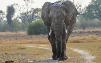 African elephant (Loxodonta africana), adult, Okavango Delta, Moremi Game Reserve, Botswana