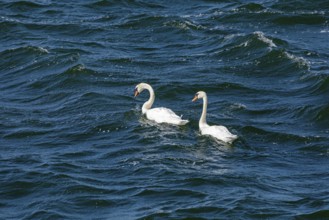 Swans, Warnow, Warnemünde, Rostock, Mecklenburg-Western Pomerania, Germany