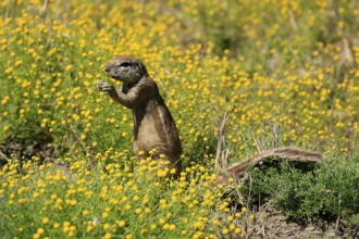 Cape bristle-thighed squirrel (Xerus inauris), adult, alert, standing upright, feeding, flower