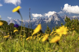 Flower meadow in front of the Watzmann, Untersberg, Berchtesgadener Alpten, Berchtesgaden,