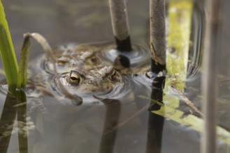 Common toad (Bufo bufo) two adults amphibian mating in a pond, England, United Kingdom