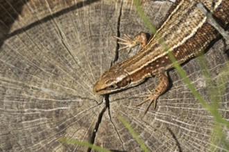 Common lizard (Zootoca vivipara) adult reptile resting on a tree stump, England, United Kingdom