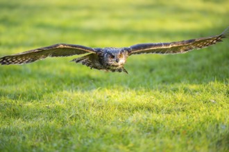 Eurasian eagle-owl (Bubo bubo) flying over a meadow, autumn, Bavaria, Germany