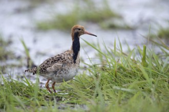 Ready to go... Ruff (Philomachus pugnax), adult male in moult into breeding plumage, breeding