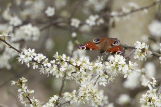 Peacock butterfly (Aglais io) adult insect feeding on Blackthorn tree blossom in spring, England,