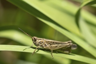 Meadow grasshopper (Chorthippus parallelus) adult insect on a blade of grass leaf, England, United