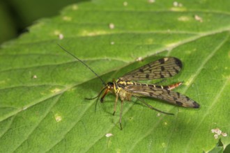 A female scorpion fly (Panorpa communis) with patterned wings on a green leaf, Baden-Württemberg,