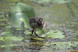 Green-footed moorhen (Gallinula chloropus), chick running over water plants, Lower Rhine, North