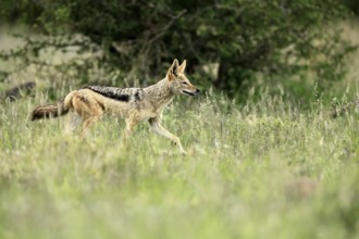 Black-backed jackal (Lupulella mesomelas), adult, alert, stalking, foraging, Kruger, Kruger