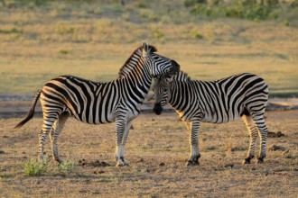 Burchell's zebra (Equus quagga burchelli), Burchell's zebra, adult, two animals, pair, social
