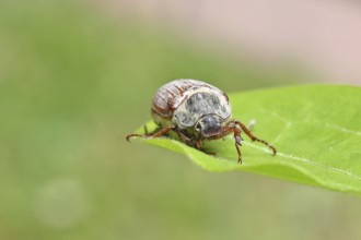 May beetle, wood cockchafer (Melolontha hippocastani), female, on a leaf, close-up, Wilnsdorf,