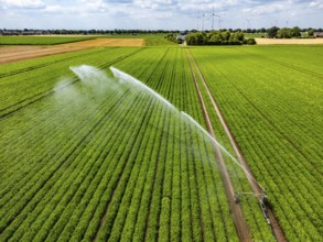 Artificial irrigation with a sprinkler system in a field where carrots are grown, near Kerken, on