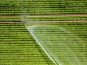Artificial irrigation with a sprinkler system in a field where carrots are grown, near Kerken, on