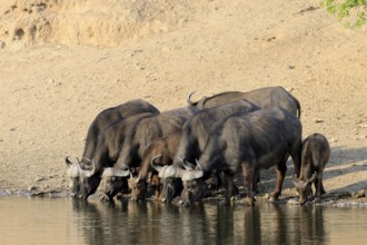 Cape buffalo (Syncerus caffer), adult, young animal, drinking, water, herd, Kruger, Kruger National