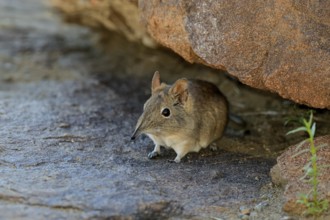Short-eared elephant shrew (Macroscelides probosideus), adult, foraging, Mountain Zebra National