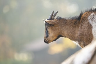 Domestic goat (Capra hircus) in autumn, portrait, Bavaria, Germany