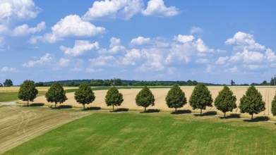 Landscape near Waldenbuch. Tree avenue with blue sky in summer. Baden-Württemberg, Germany