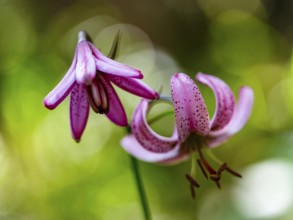 Turk's cap lily (Lilium martagon), Jenner, Berchtesgaden National Park, Schönau am Königssee,