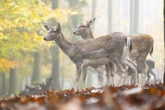 European fallow deer (dama dama) doe standing in a forest on a foggy day in autumn, Bavaria,