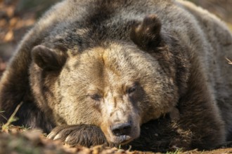Eurasian Brown Bear (Ursus arctos arctos) lying in a forest, portrait, Bavaria, Germany