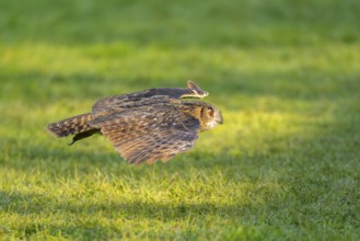Eurasian eagle-owl (Bubo bubo) flying over a meadow, autumn, Bavaria, Germany
