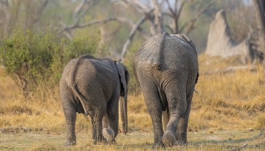 African elephant (Loxodonta africana), two young animals from behind, Okavango Delta, Moremi Game
