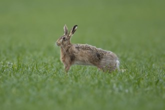European brown hare (Lepus europaeus) adult animal stretching in a farmland cereal field in