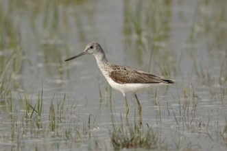 Green legs, upward curved bill... Greenshank (Tringa nebularia) in the shallows of a flooded
