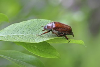 May beetle, wood cockchafer (Melolontha hippocastani), female, on leaf of a willow (Salix caprea),