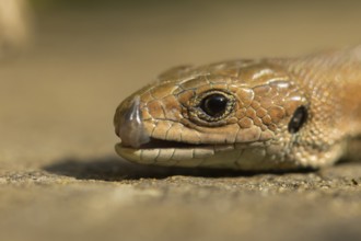 Common lizard (Zootoca vivipara) adult reptile licking its lips on a wooden sleeper, England,