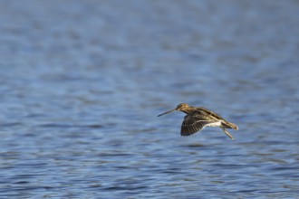Common snipe (Gallinago gallinago) adult bird in flight over a lake, England, United Kingdom