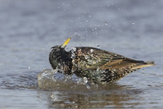 European starling (Sturnus vulgaris) adult bird bathing in a puddle, England, United Kingdom